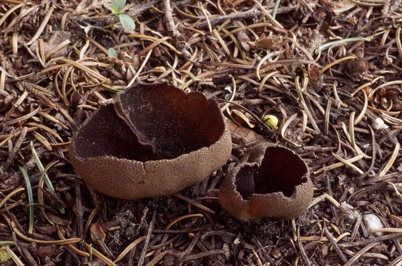 Plicaria carbonaria